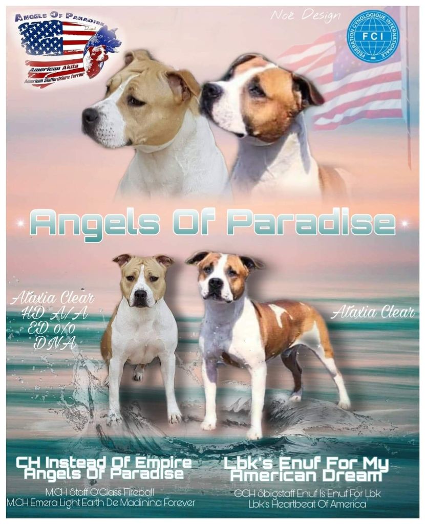 Angels Of Paradise - American Staffordshire Terrier - Portée née le 22/06/2020