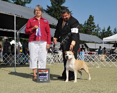 Angels Of Paradise - Fireball Nouveau Champion AKC (USA)