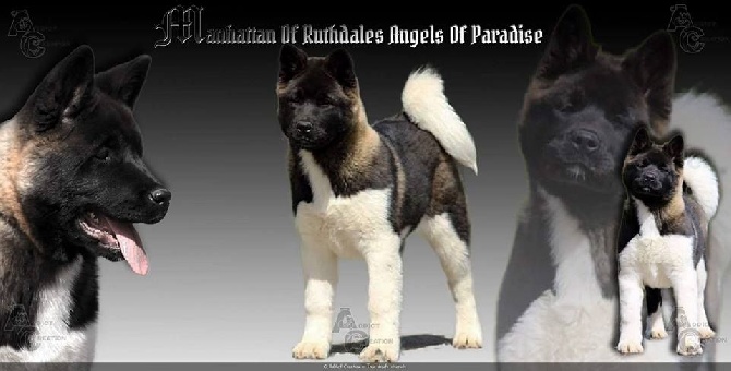 Angels Of Paradise - BEST IN SHOW CACS Herm