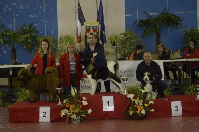 Angels Of Paradise - BEST IN SHOW CACS Marmandes