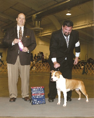 Angels Of Paradise - Emera Nouvelle Championne AKC (USA)