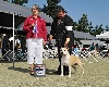  - Fireball Nouveau Champion AKC (USA)