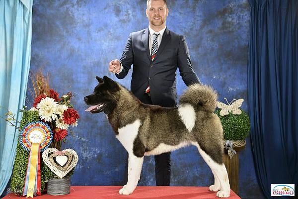 Angels Of Paradise - WORLD DOG SHOW Moscow