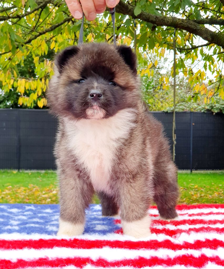 Angels Of Paradise - Chiot disponible  - Akita americain