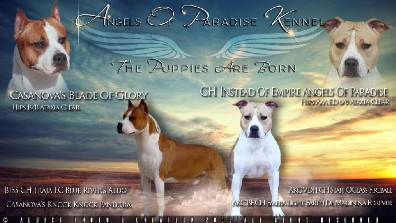 Angels Of Paradise - American Staffordshire Terrier - Portée née le 07/11/2016