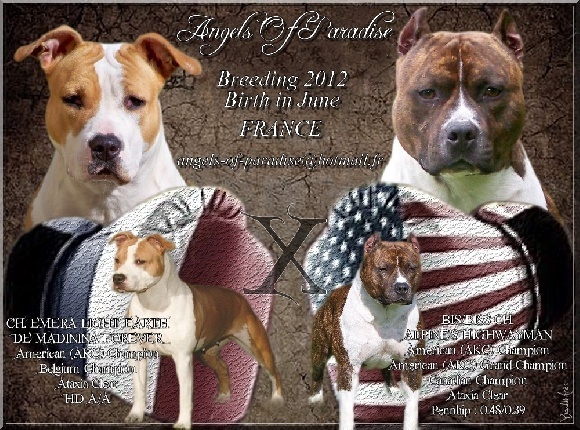 Angels Of Paradise - American Staffordshire Terrier - Portée née le 01/06/2012