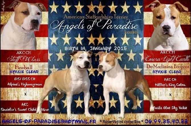 Angels Of Paradise - American Staffordshire Terrier - Portée née le 17/01/2015