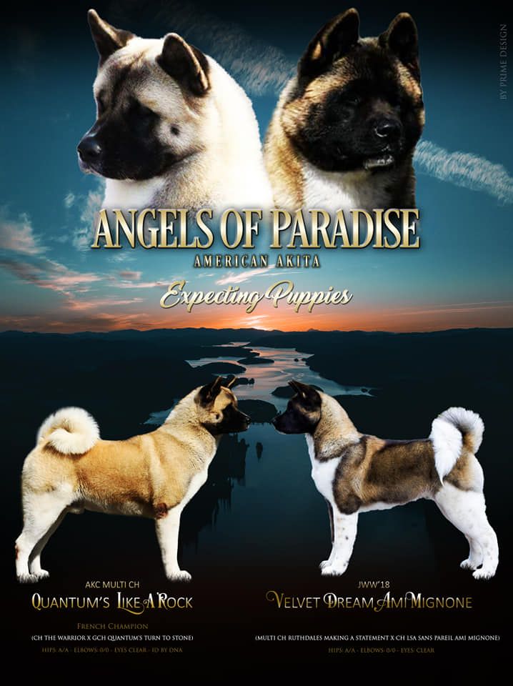 chiot Akita americain Angels Of Paradise