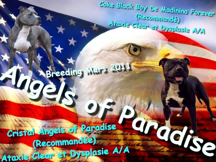 Angels Of Paradise - American Staffordshire Terrier - Portée née le 29/05/2011