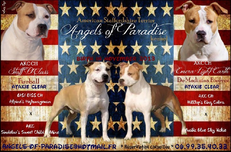 Angels Of Paradise - American Staffordshire Terrier - Portée née le 22/11/2013