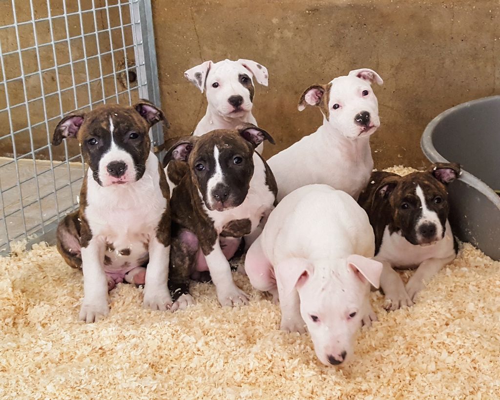 chiot American Staffordshire Terrier Angels Of Paradise