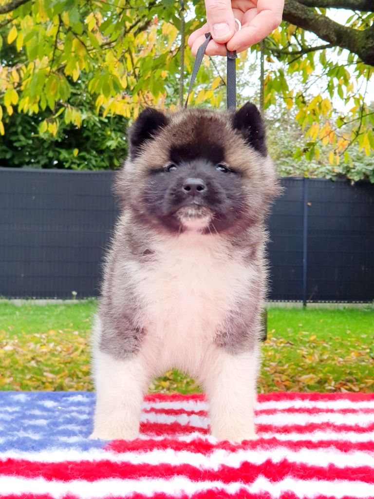 Angels Of Paradise - Chiot disponible  - Akita americain