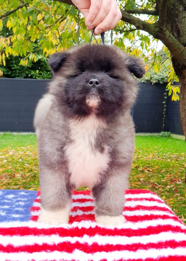 Angels Of Paradise - Chiot disponible  - Akita americain