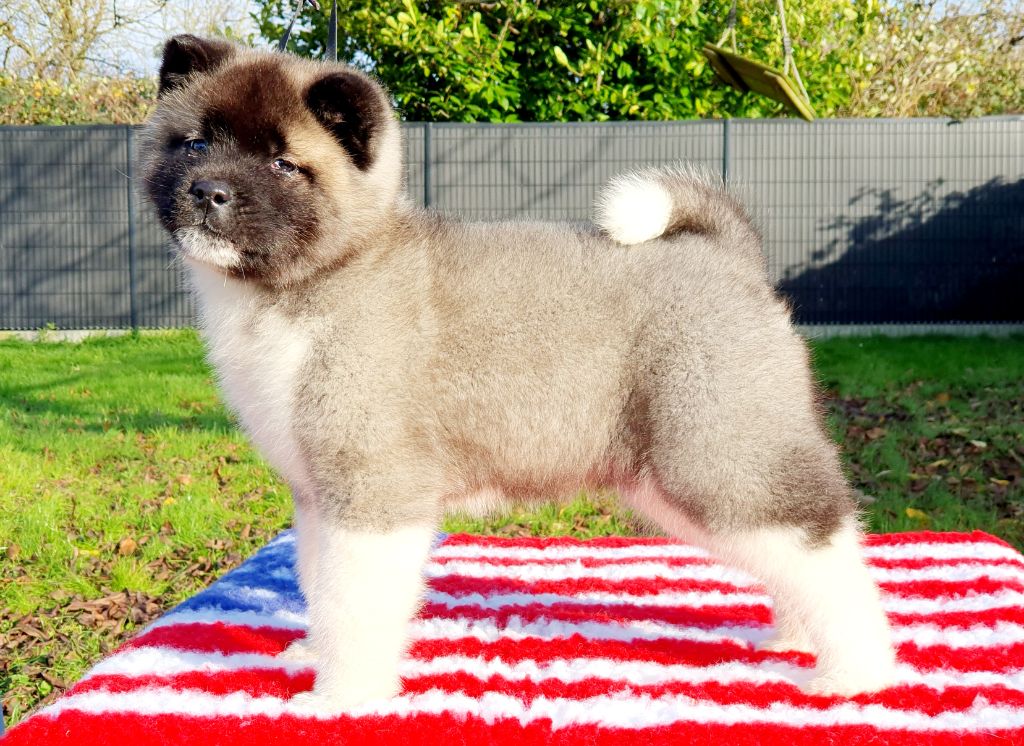 Angels Of Paradise - Chiot disponible  - Akita americain