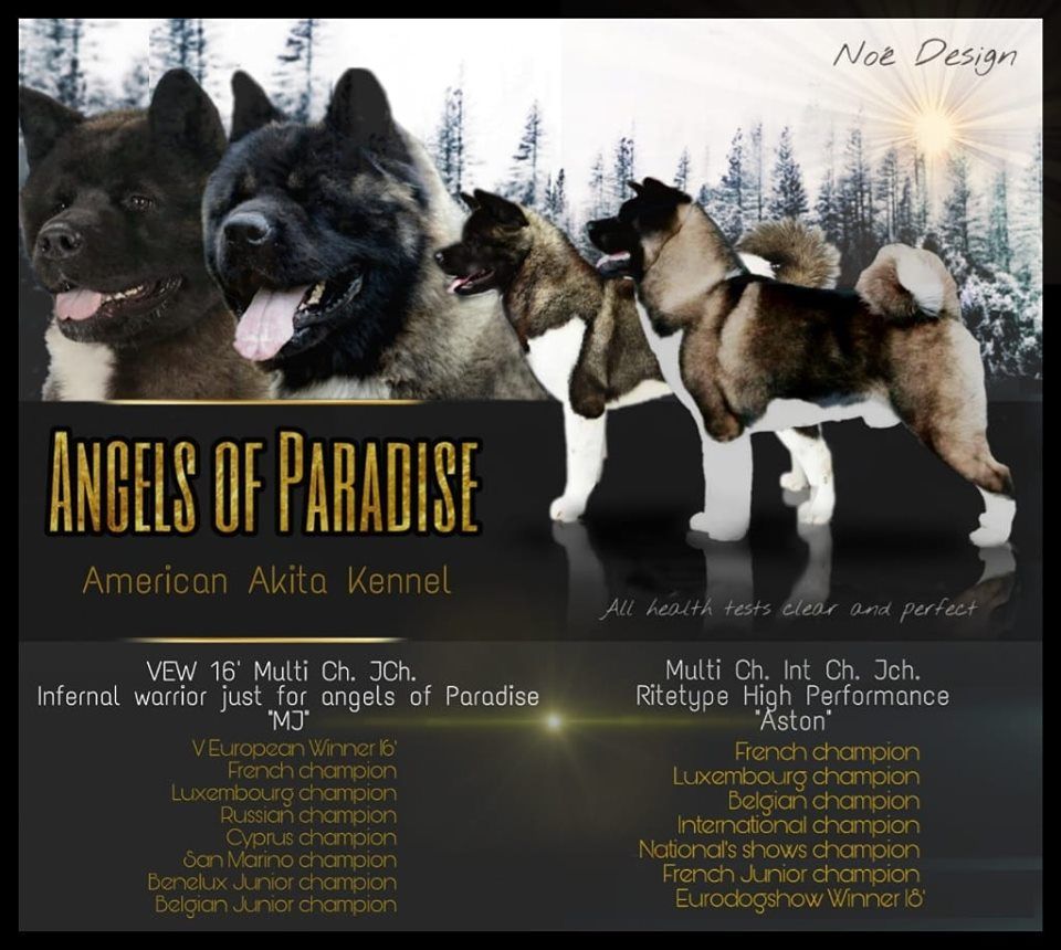 Angels Of Paradise - Akita americain - Portée née le 29/09/2019