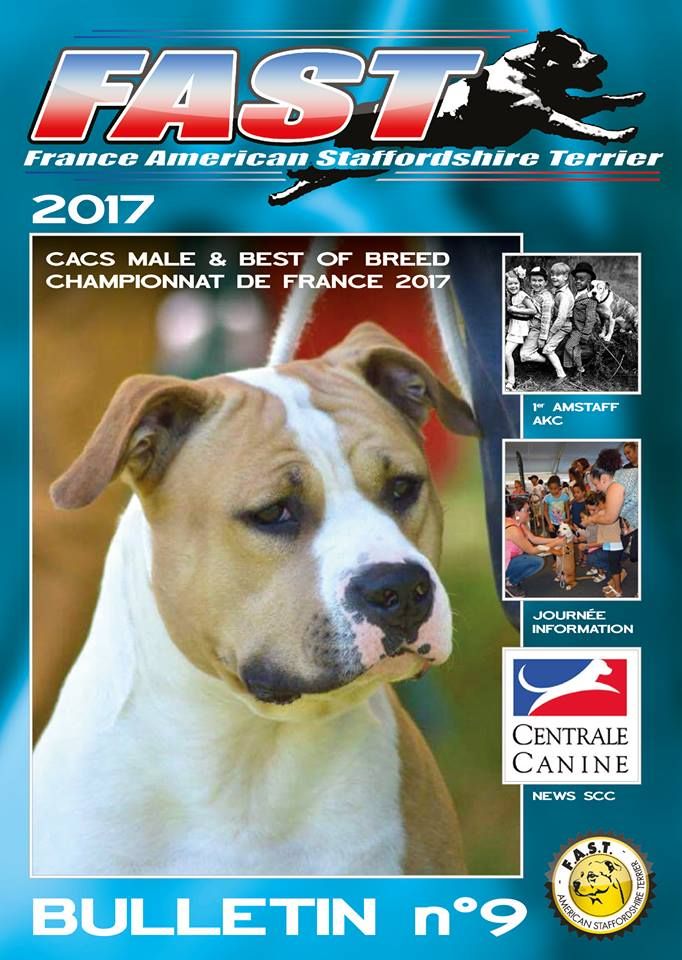 N°1 TOP AMSTAFF MALE en France