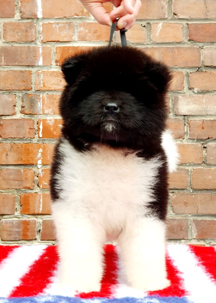 Angels Of Paradise - Akita americain - Portée née le 06/08/2025