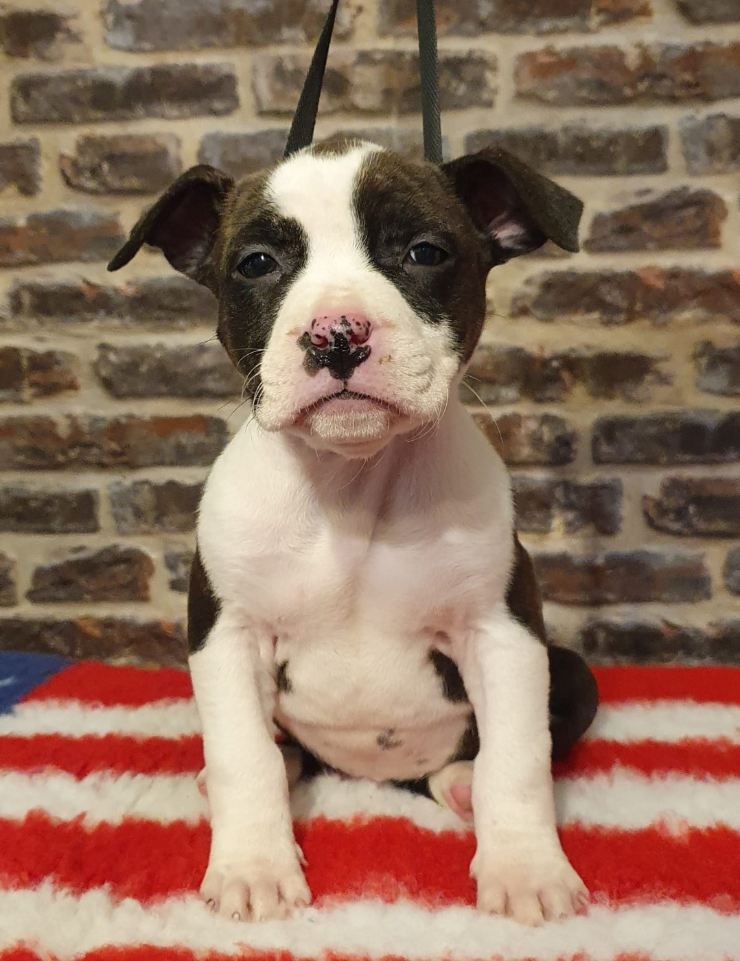 Angels Of Paradise - Chiots disponibles - American Staffordshire Terrier