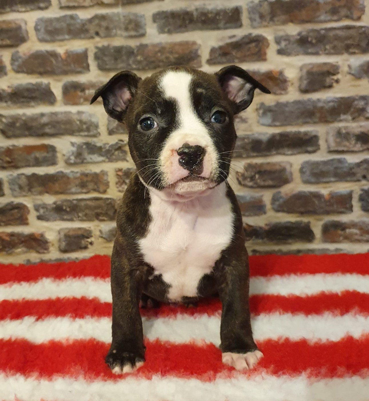 Angels Of Paradise - Chiots disponibles - American Staffordshire Terrier