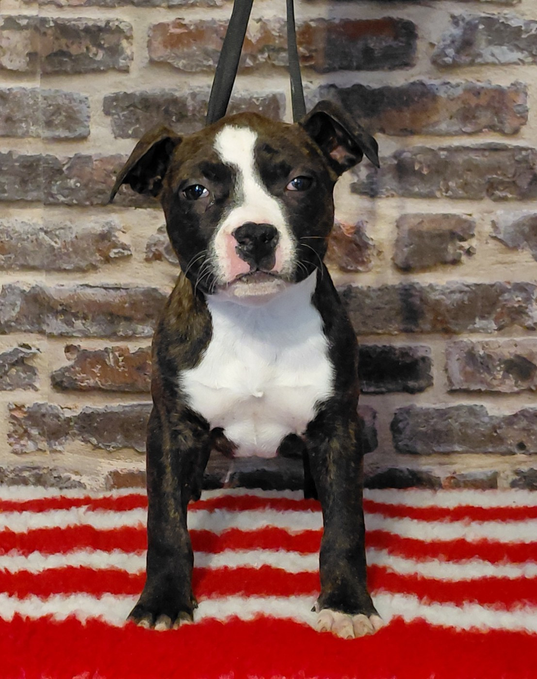 Angels Of Paradise - Chiots disponibles - American Staffordshire Terrier