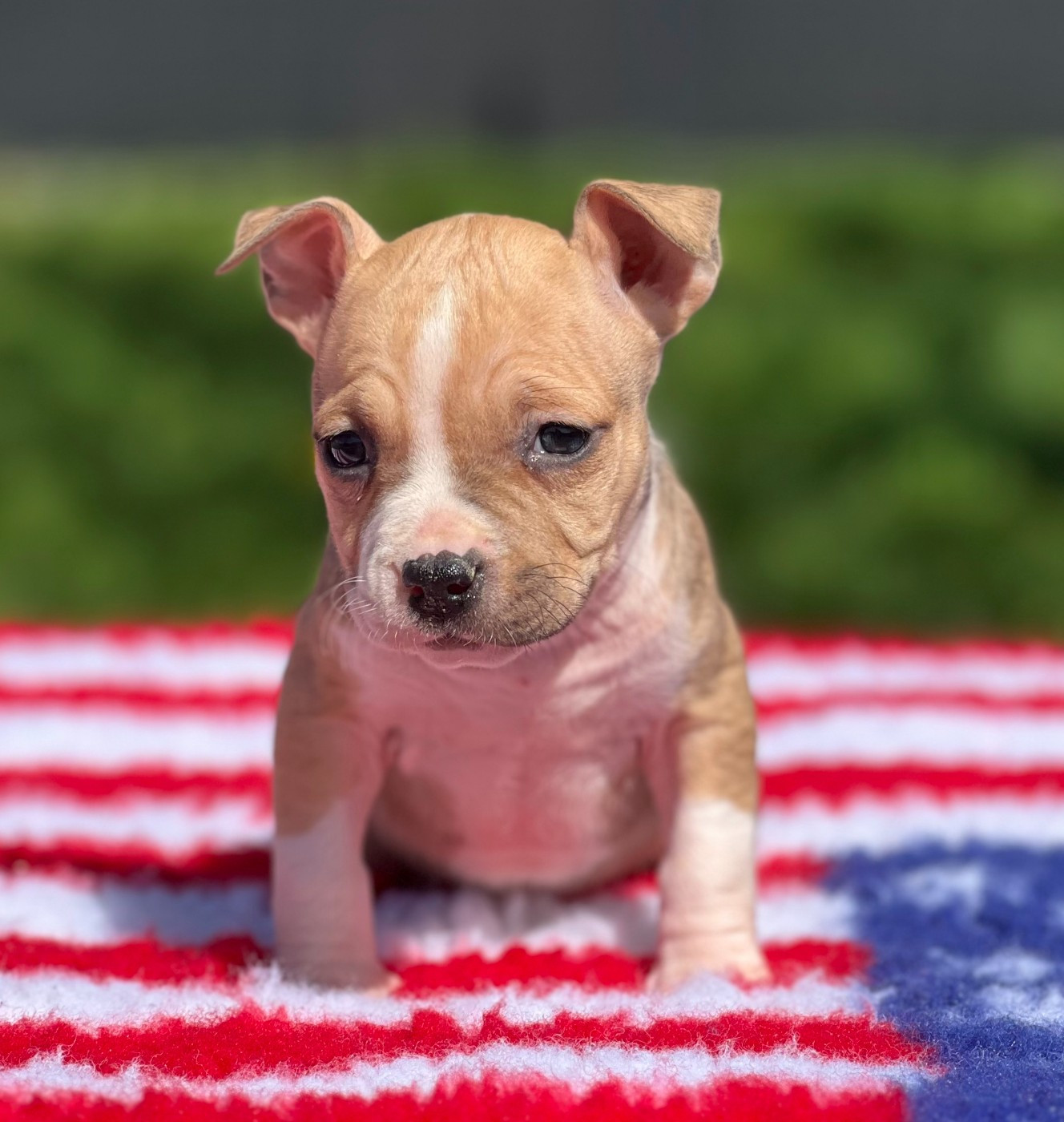 Angels Of Paradise - Chiots disponibles - American Staffordshire Terrier