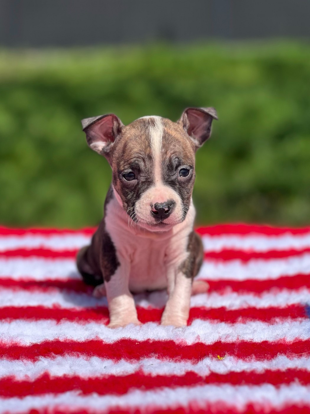 Angels Of Paradise - Chiots disponibles - American Staffordshire Terrier