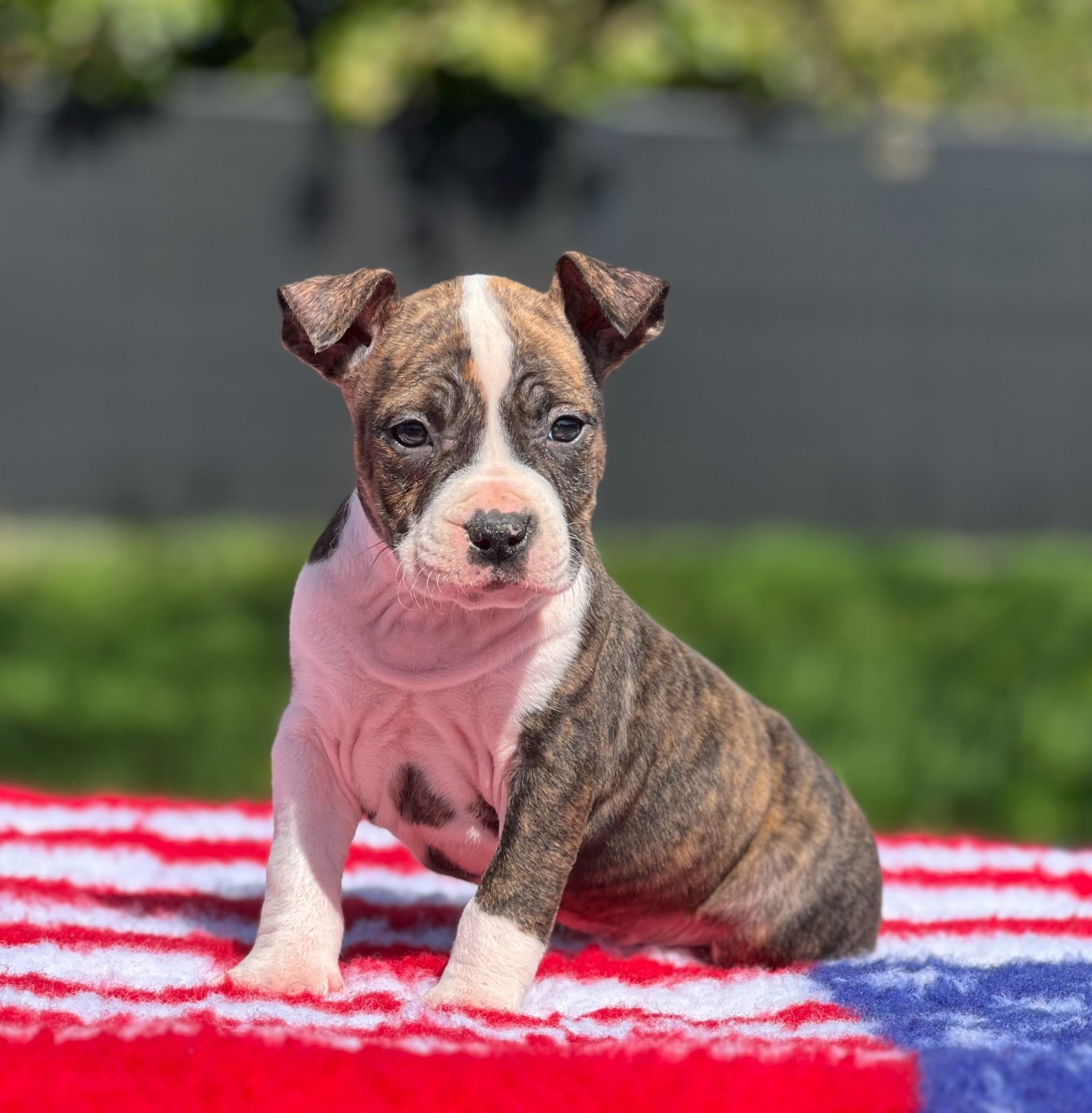 Angels Of Paradise - Chiots disponibles - American Staffordshire Terrier