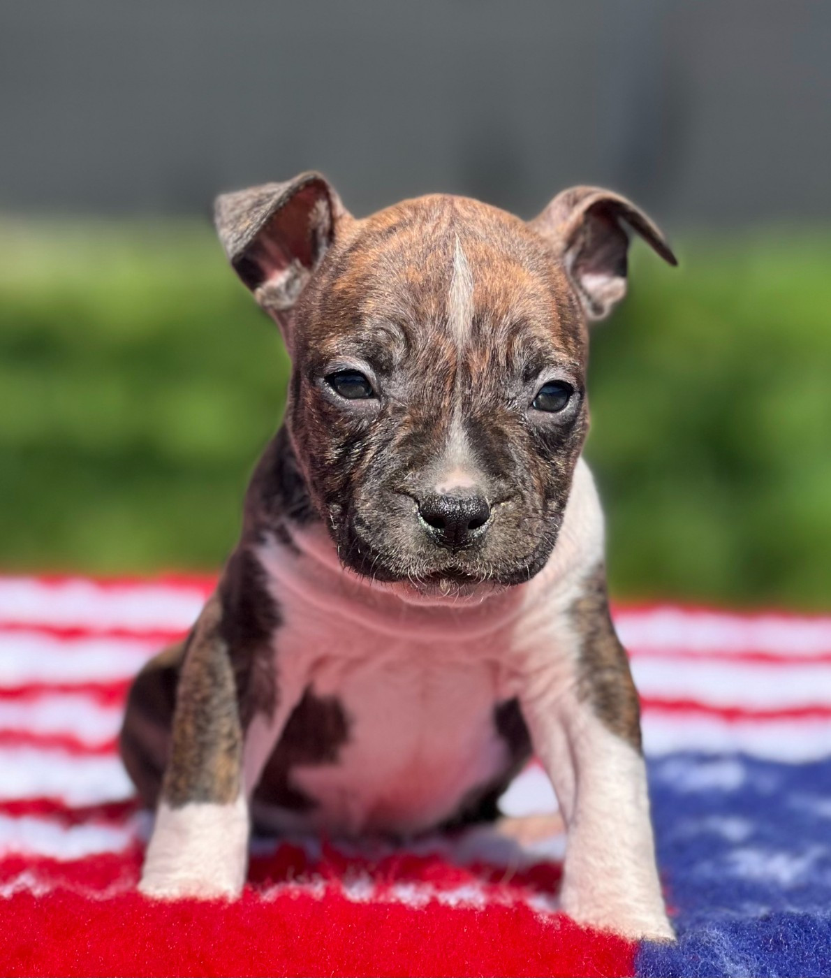 Angels Of Paradise - Chiots disponibles - American Staffordshire Terrier