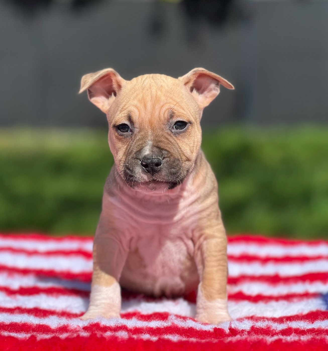 Angels Of Paradise - Chiots disponibles - American Staffordshire Terrier
