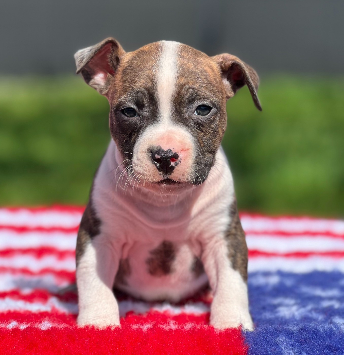 Angels Of Paradise - Chiots disponibles - American Staffordshire Terrier