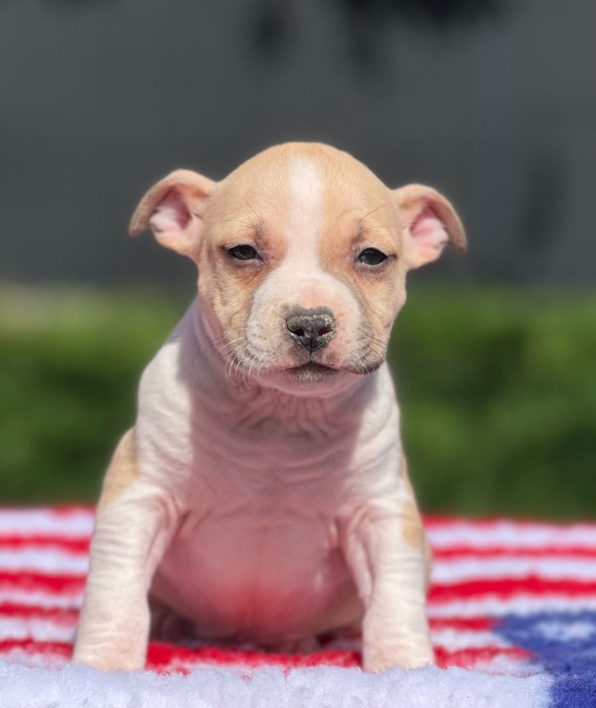 Angels Of Paradise - Chiots disponibles - American Staffordshire Terrier