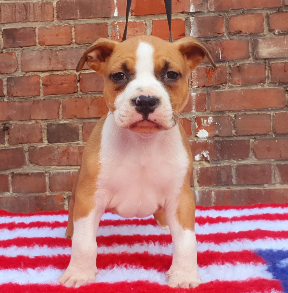 Angels Of Paradise - Chiots disponibles - American Staffordshire Terrier