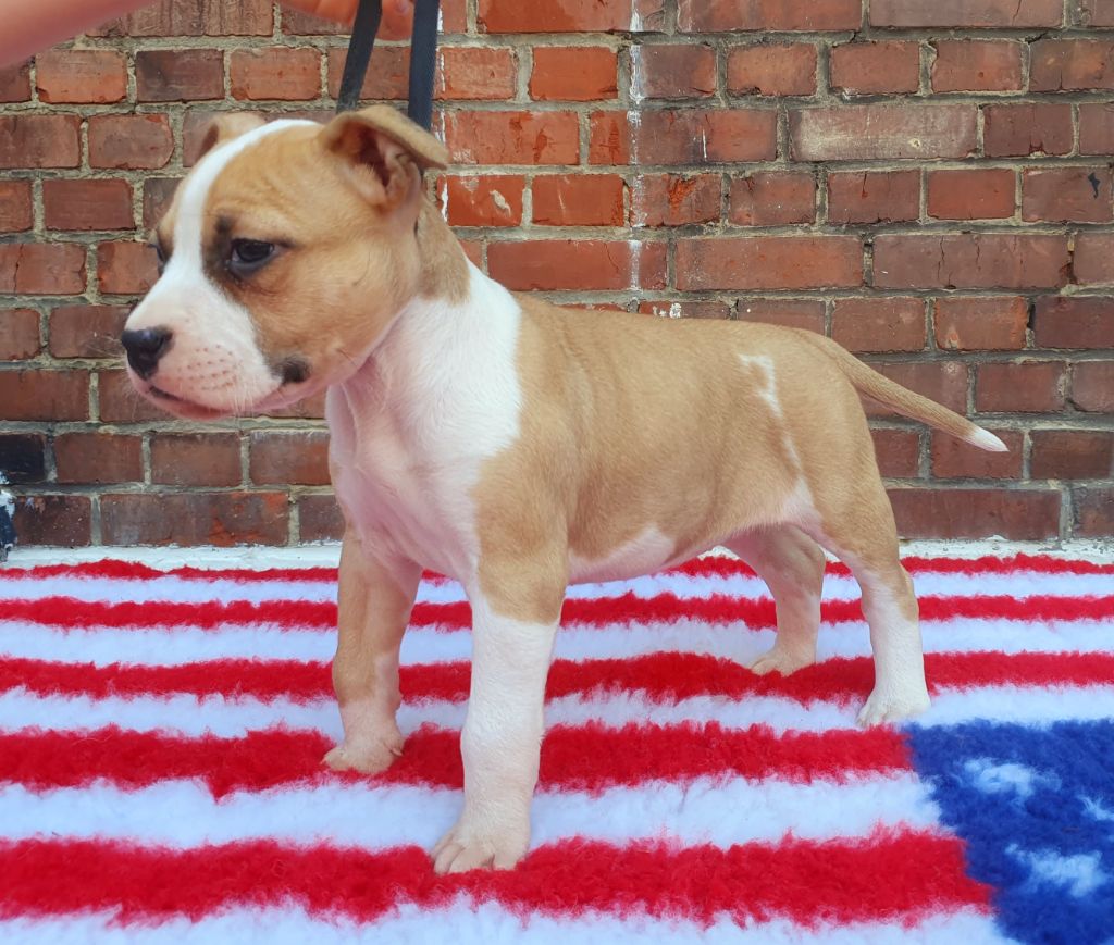 Angels Of Paradise - Chiots disponibles - American Staffordshire Terrier