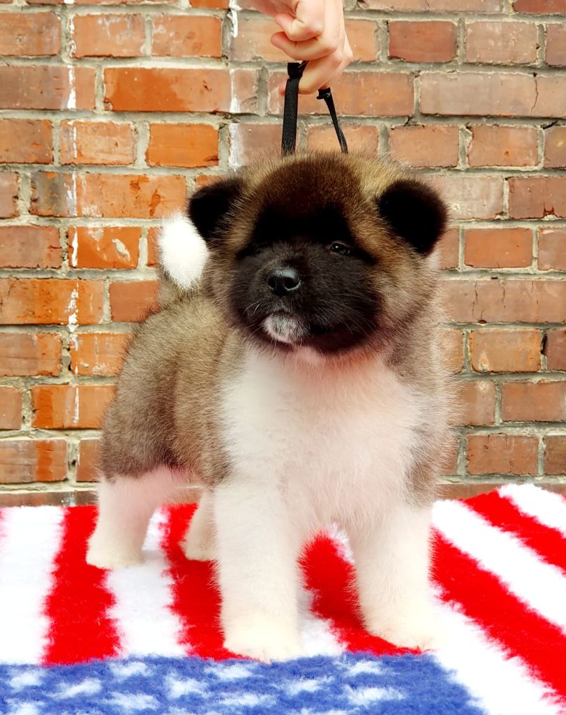 Angels Of Paradise - Chiots disponibles - Akita americain