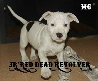 JR'Red Dead Revolver