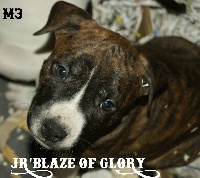 JR'A Blaze Of Glory
