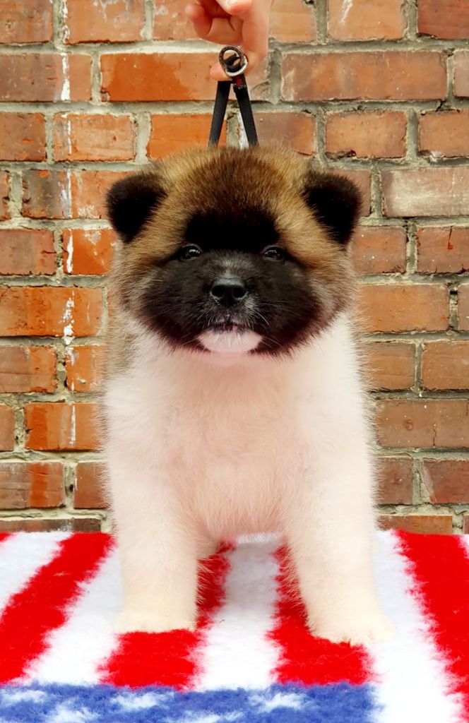 Angels Of Paradise - Chiots disponibles - Akita americain