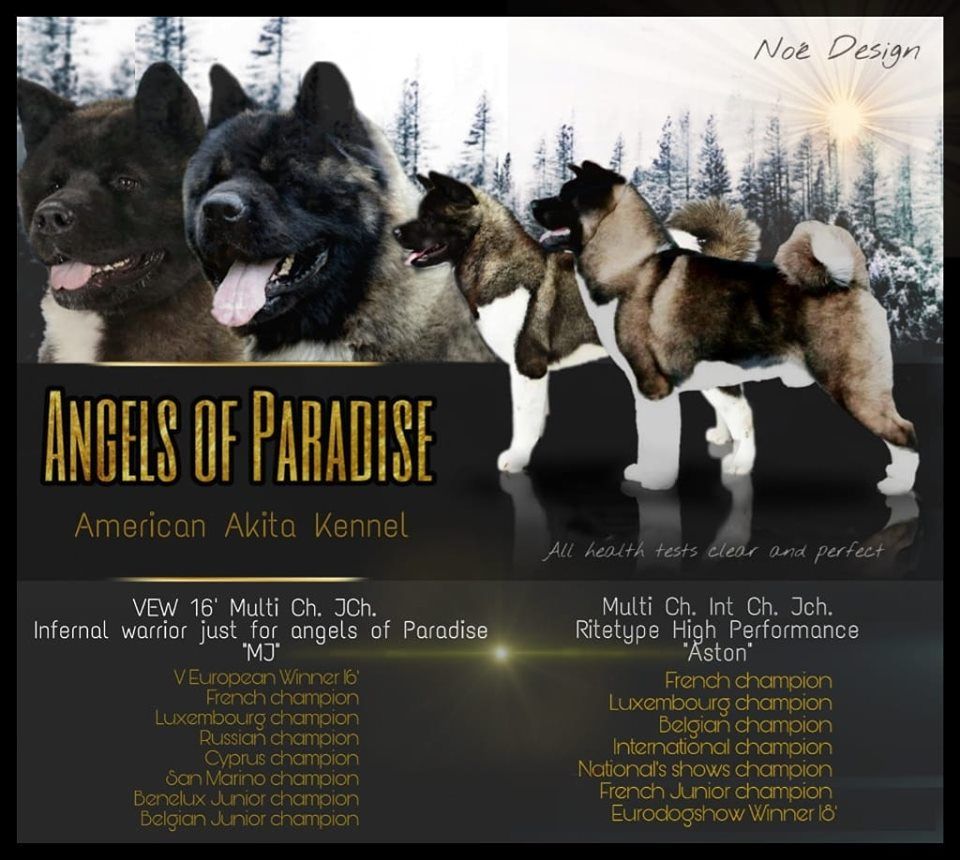 Angels Of Paradise - Akita americain - Portée née le 29/09/2019